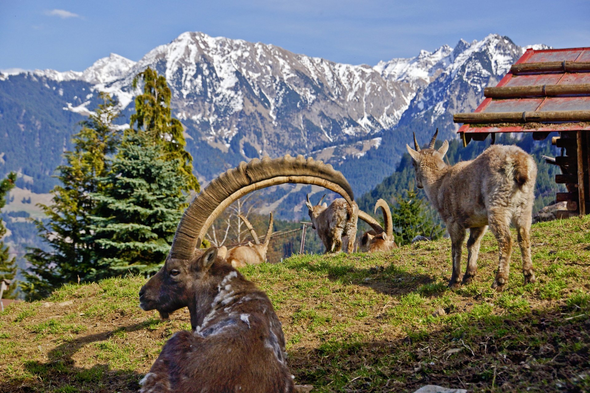Alpenwildpark Obermaiselstein, @Team Oberallg&auml;u