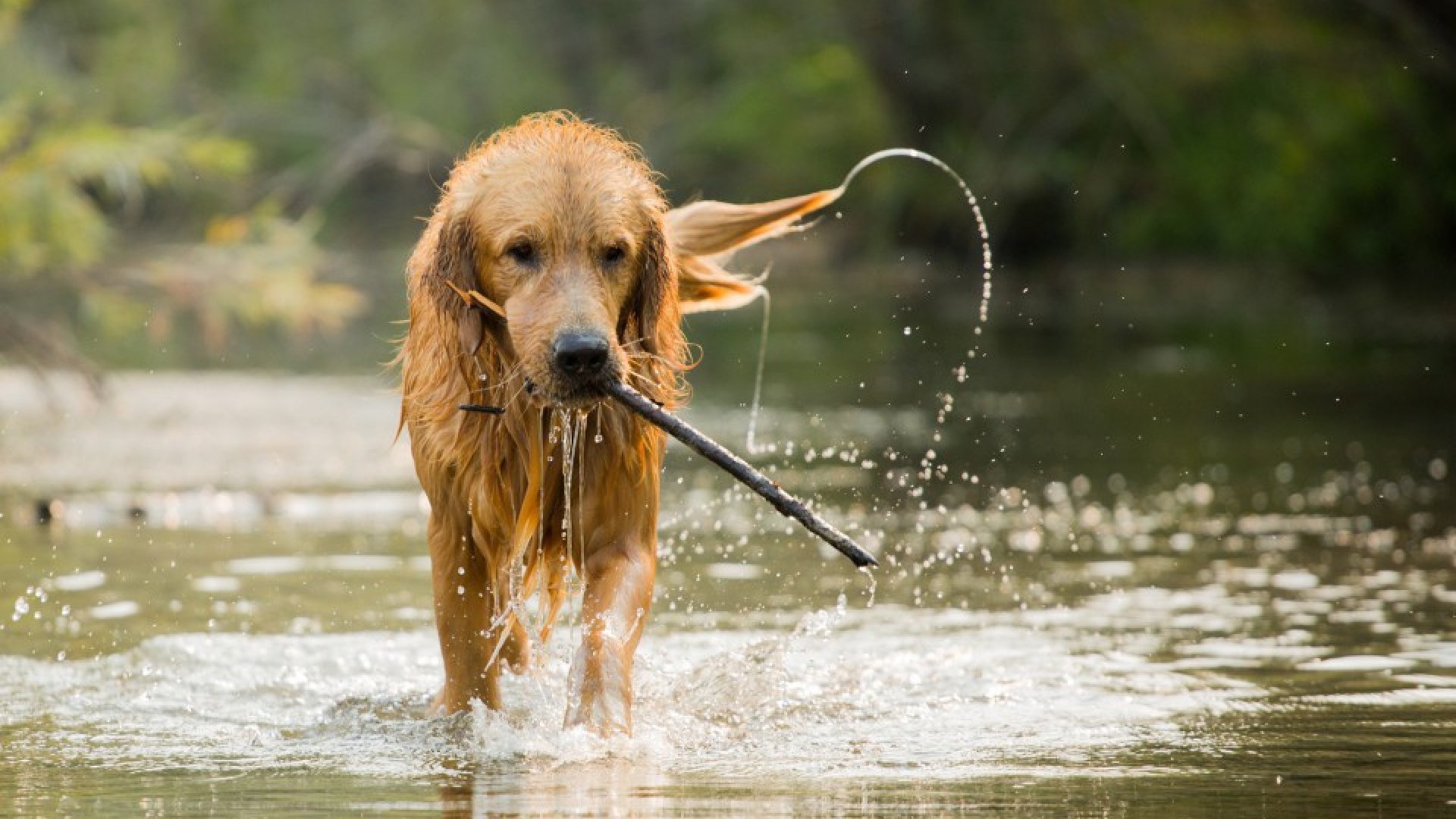Mit dem Hund auf Reisen - Sommerurlaub im Oberallgäu - oberallgaeu.info