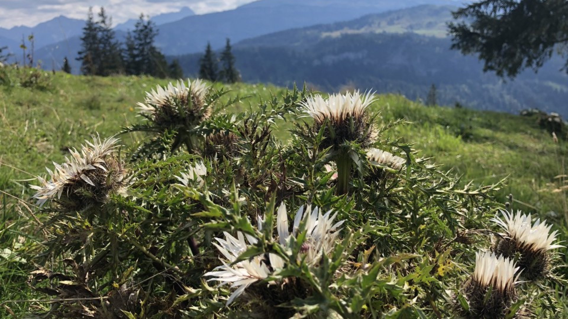Entspannung im Herzen der Natur - das Oberallgäu - oberallgaeu.info