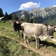 Viehscheid – die 5. Jahreszeit im Oberallgäu und dem benachbarten Kleinwalsertal - oberallgaeu.info