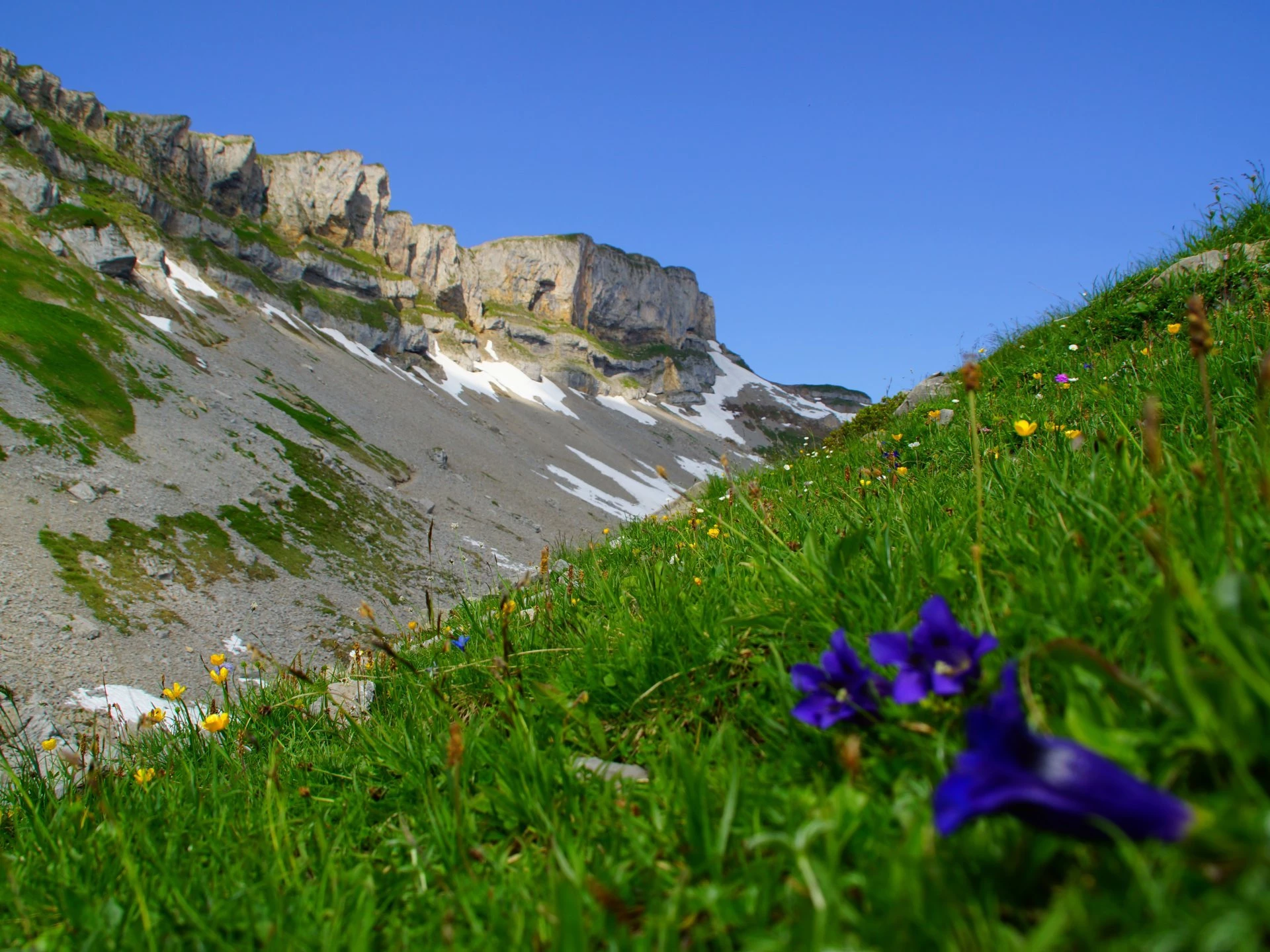 Enzianblüte vor dem Ifen