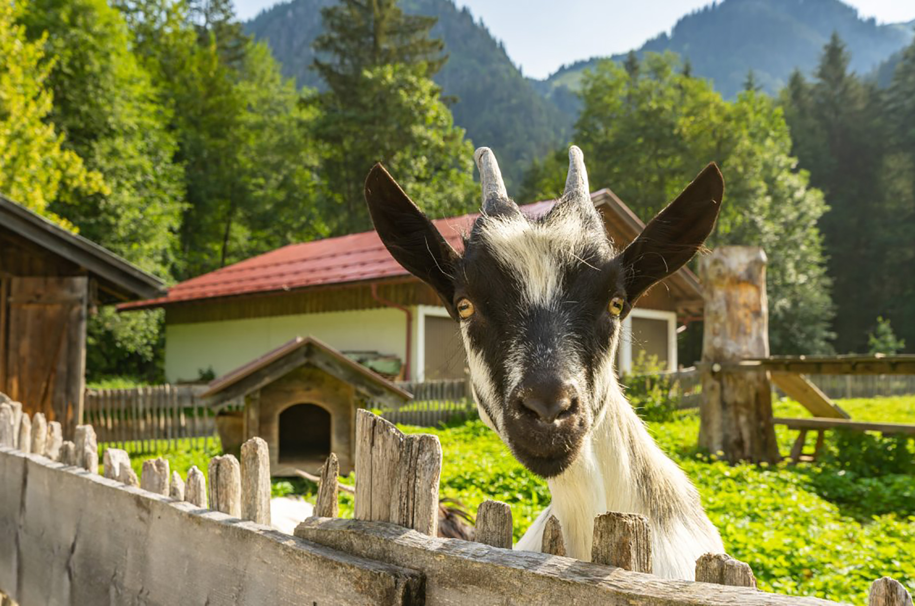 Unterkunft im Allgäu - Café - Restaurant am Christlessee mit Ferienwohnungen - Café - Restaurant am Christlessee mit Ferienwohnungen