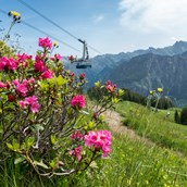 Veranstaltungskalender für das Oberallgäu: Fest zur Alpenrosenblüte auf dem Fellhorn  - Bergfest 2024 zur Alpenrosenblüte im Allgäu