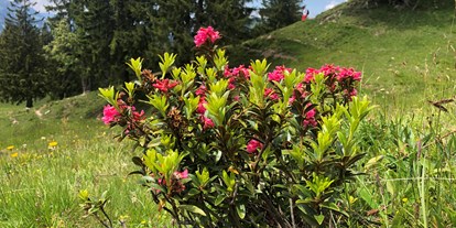 Hotels und Ferienwohnungen im Oberallgäu - Parken & Anreise: kostenpflichtige Parkplätze - Oberstdorf - Fest zur Alpenrosenblüte auf dem Fellhorn  - Bergfest 2024 zur Alpenrosenblüte im Allgäu
