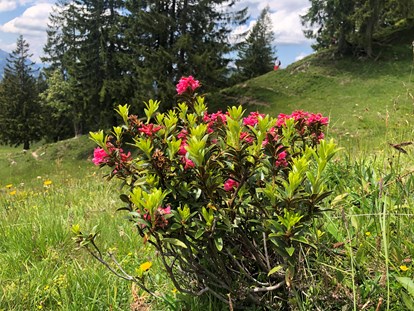 Hotels und Ferienwohnungen im Oberallgäu - Fest zur Alpenrosenblüte auf dem Fellhorn  - Bergfest 2024 zur Alpenrosenblüte im Allgäu