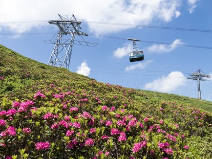 Hotels und Ferienwohnungen im Oberallgäu - Fest zur Alpenrosenblüte im Allgäu auf dem Fellhorn  - Bergfest 2024 zur Alpenrosenblüte im Allgäu