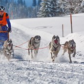 Veranstaltungskalender für das Oberallgäu: Schlittenhunderennen in Bad Hindelang - Unterjoch - Schlittenhunderennen 2024 in Bad Hindelang - Unterjoch