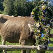 Veranstaltungskalender für das Oberallgäu: Viehscheid in Bad Hindelang - Viehscheid in Bad Hindelang 2024