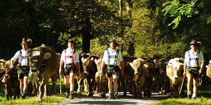Hotels und Ferienwohnungen im Oberallgäu - Kategorien: Viehscheid - Bayern - Alpabtrieb in Oberstdorf im Allgäu - Viehscheid in Oberstdorf im Allgäu 2024