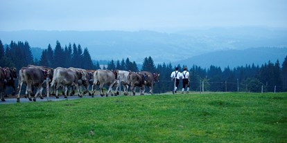 Hotels und Ferienwohnungen im Oberallgäu - Kategorien: Viehscheid - Deutschland - Staufner Viehscheid - Viehscheid 2024 in Oberstaufen