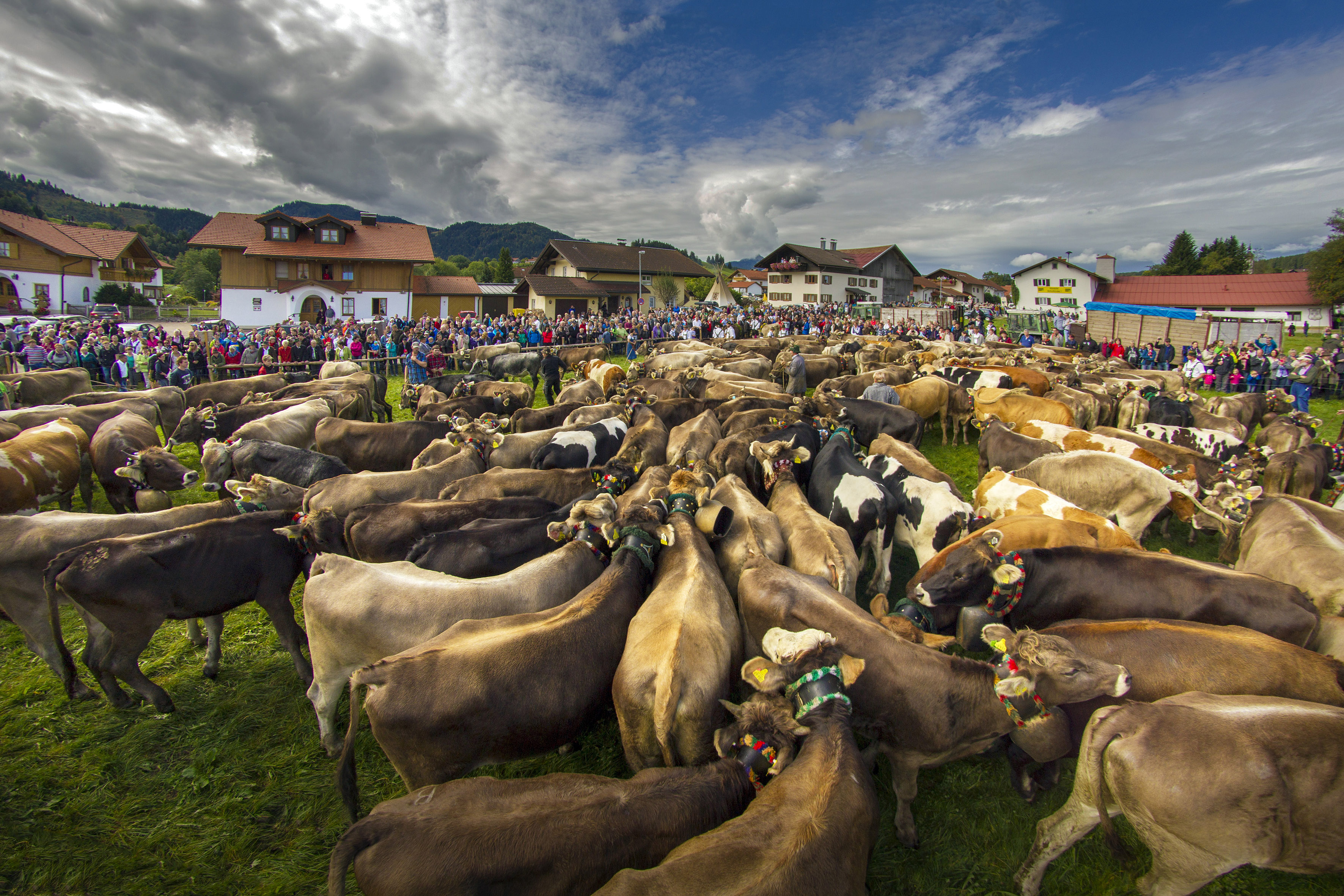 Hotels und Ferienwohnungen im Oberallgäu - Alpabtrieb / Viehscheid in Wertach - Viehscheid in Wertach 2025 mit Krämermarkt