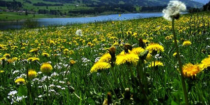Hotels und Ferienwohnungen im Oberallgäu - Wetter: bei schönem Wetter - Bayern - Rottachsee - Badesee und Ausflugsziel im Allgäu - Rottachsee - Badesee und Ausflugsziel im Allgäu 