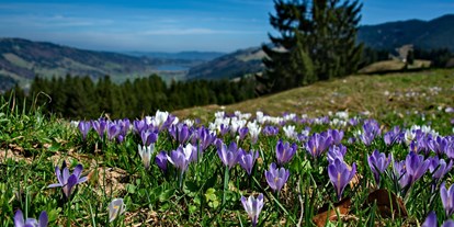 Hotels und Ferienwohnungen im Oberallgäu - Kategorien: Naturerlebnis - Bayern - Hündle Erlebnisbahnen in Oberstaufen im Allgäu - Hündle Erlebnisbahnen in Oberstaufen im Allgäu