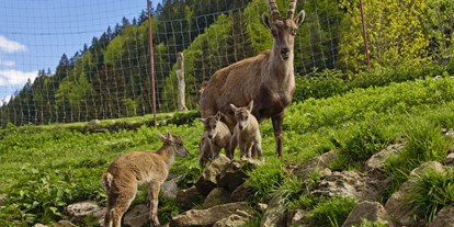 Hotels und Ferienwohnungen im Oberallgäu - Kinder & Familie: Kindergerichte - Wildpark in Obermaiselstein im Allgäu - Alpenwildpark in Obermaiselstein mit Shuttle-Service