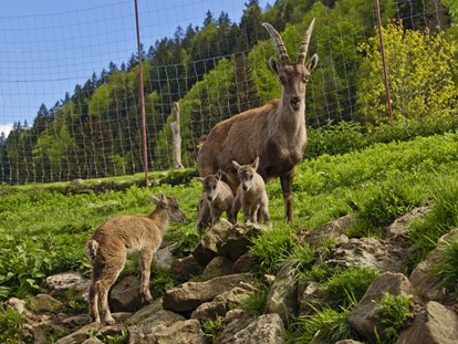 Hotels und Ferienwohnungen im Oberallgäu - Saison: ganzjährig - Oberallgäu - Wildpark in Obermaiselstein im Allgäu - Alpenwildpark in Obermaiselstein mit Shuttle-Service