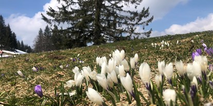 Hotels und Ferienwohnungen im Oberallgäu - Oberstaufen Steibis - Frühling auf dem Imbeg - Berghaus Christiane - Steibis im Allgäu