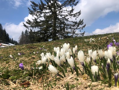 Hotels und Ferienwohnungen im Oberallgäu - Oberstaufen Steibis - Frühling auf dem Imbeg - Berghaus Christiane - Steibis im Allgäu