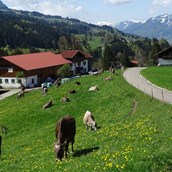 Hotels und Ferienwohnungen im Oberallgäu: Urlaub auf dem Bauernhof in Rettenberg im Allgäu - Bergbauernhof Rief in Rettenberg im Allgäu