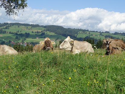 Hotels und Ferienwohnungen im Oberallgäu - Ausstattung: allergikergerecht - unsere Kühe dürfen noch raus auf die Weide - Bergbauernhof Rief in Rettenberg im Allgäu