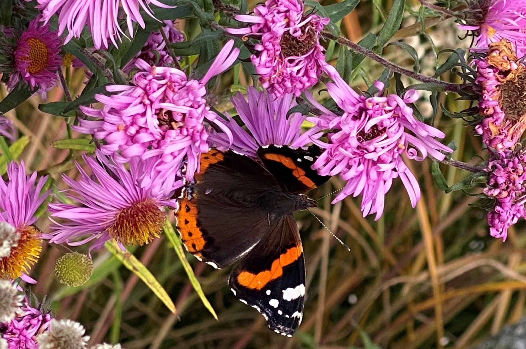 Hotels und Ferienwohnungen im Oberallgäu - Der Naturgarten im Winter - die Holderhex klärt auf - Der Naturgarten im Winter - die Holderhex klärt auf