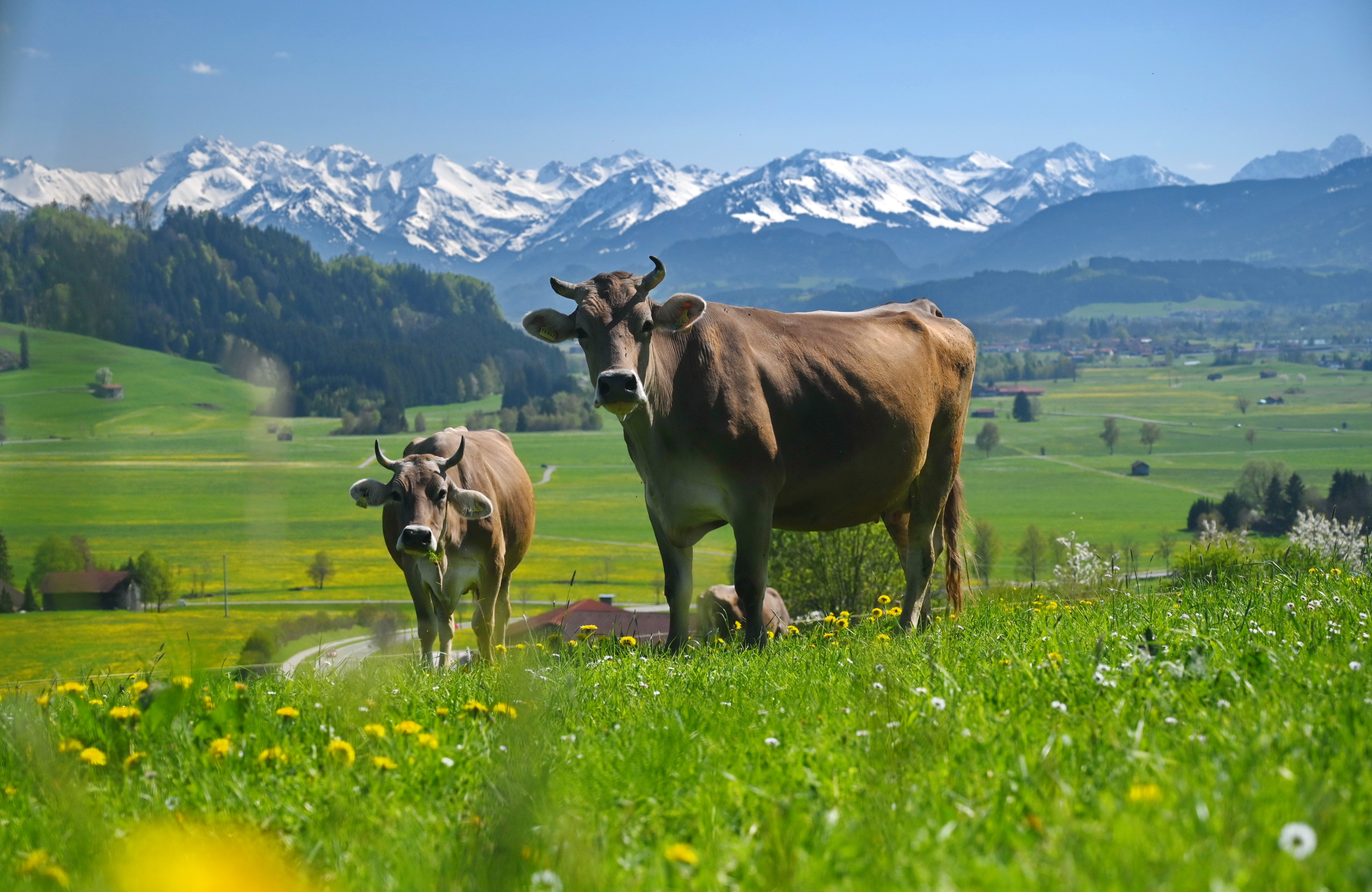 Unterkunft im Allgäu: Panoramahotel Kühbergal - *** Superior - Panoramahotel Kühbergalp