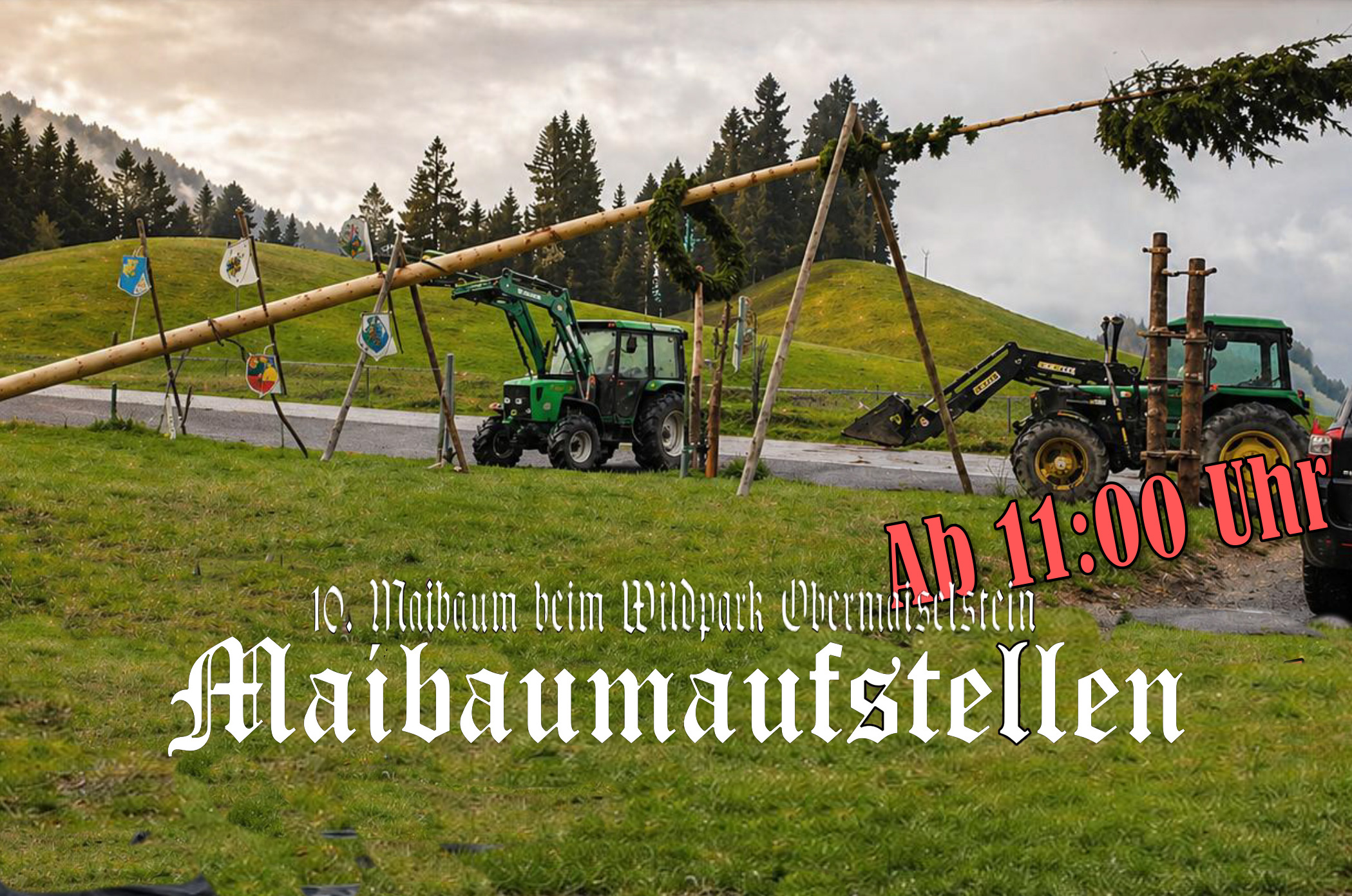Veranstaltungen im Oberallgäu: Maibaumaufstellen am Alpenwildpark Obermaiselstein - Der Maibaum wird auch in Obermaiselstein aufgestellt