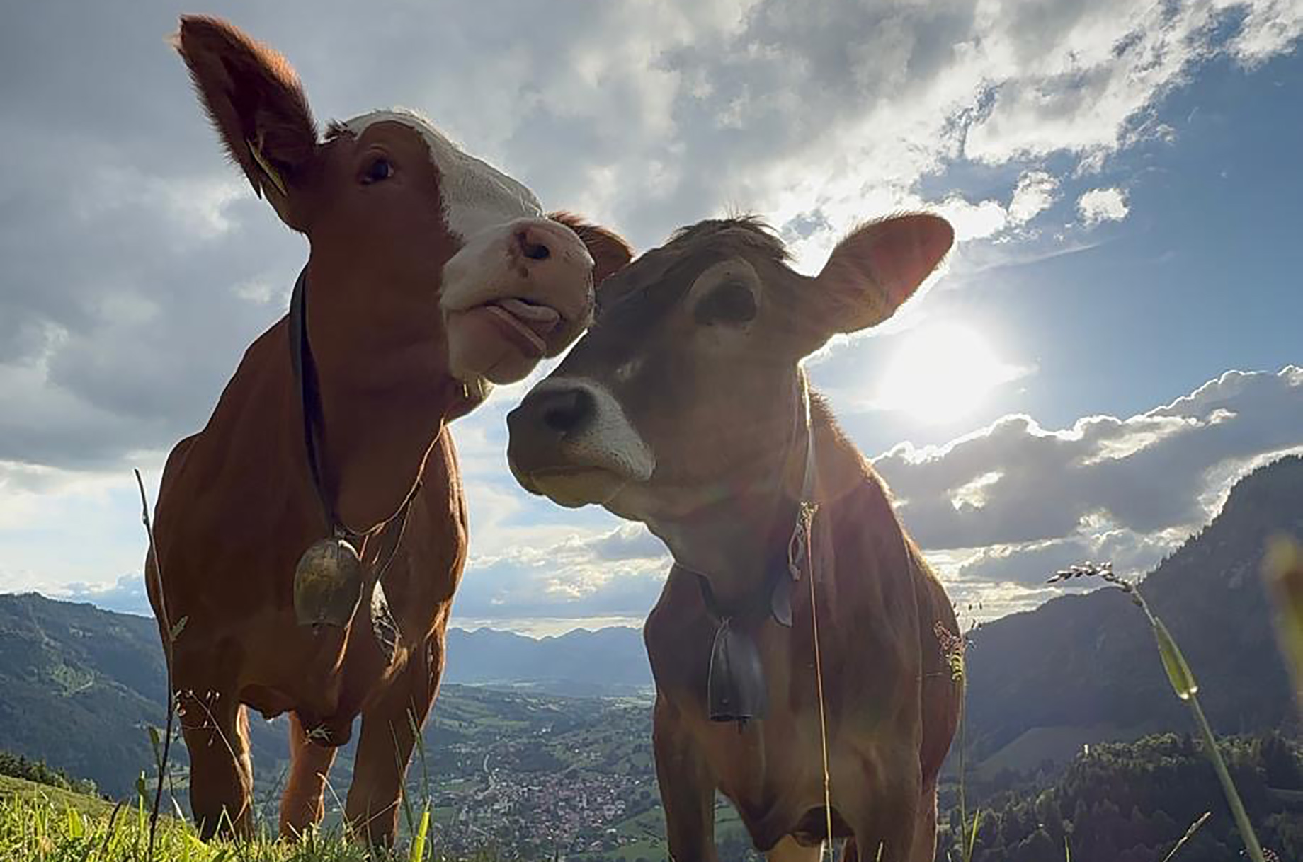 Erlebnisse im Oberallgäu: Unsere Ladys - Deine Auszeit auf der Unteren Ochsenalpe in Oberjoch