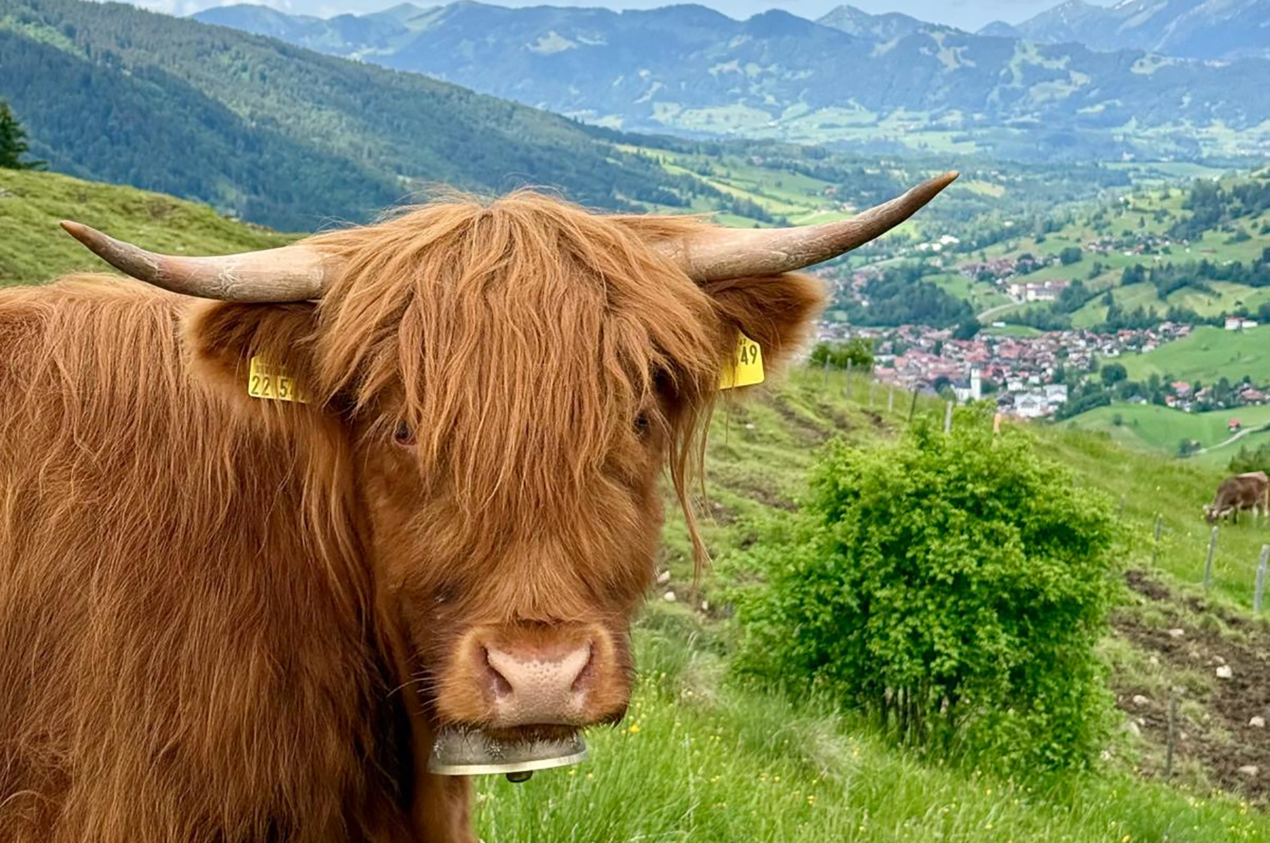 Erlebnisse im Oberallgäu: Unsere Lady - Deine Auszeit auf der Unteren Ochsenalpe in Oberjoch