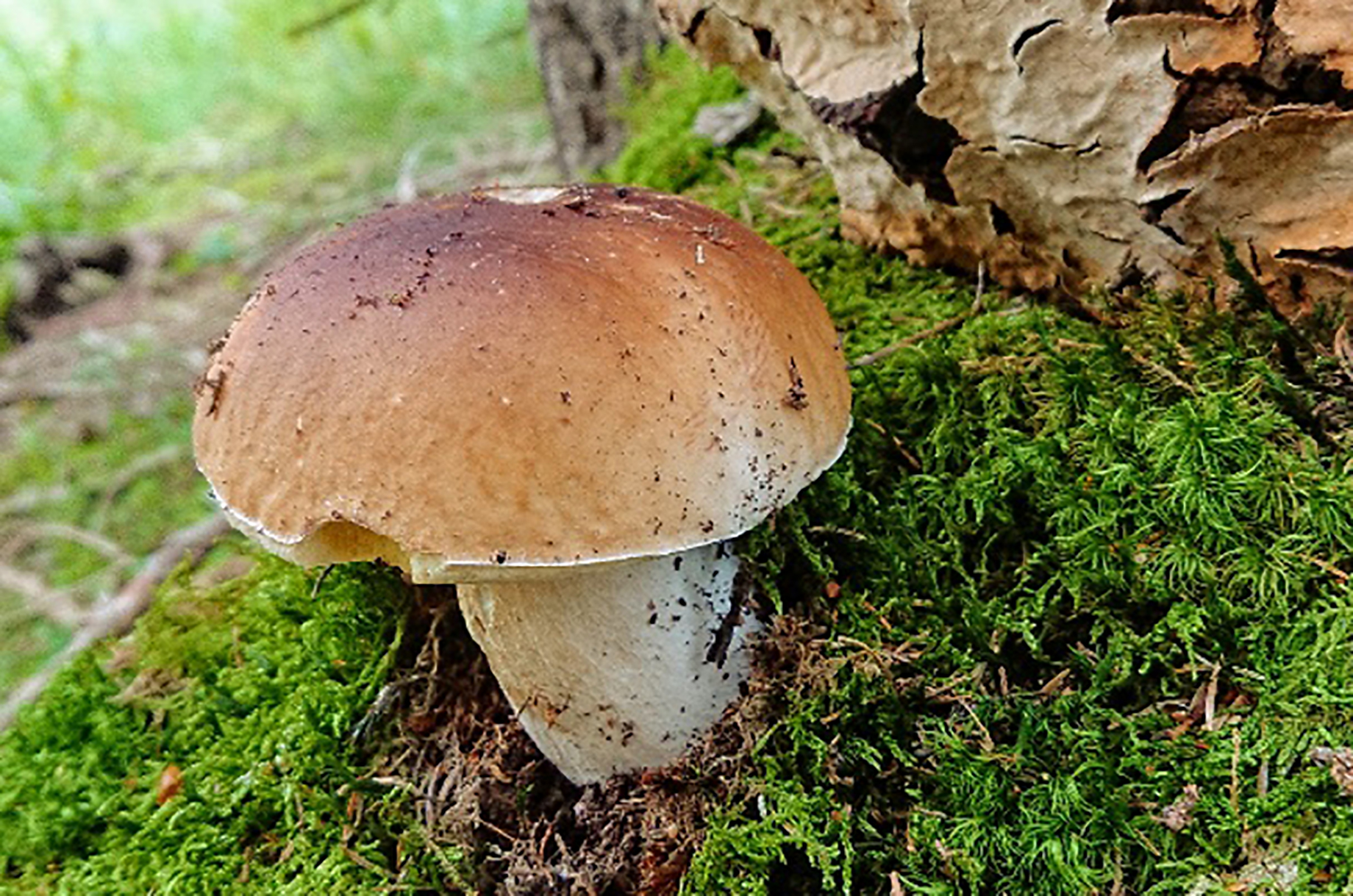 Hotels und Ferienwohnungen im Oberallgäu - Bayern - Genusswochen "Wald & Wild" der Oberstaufner Küche - Genusswochen "Wald & Wild" der Oberstaufner Küche
