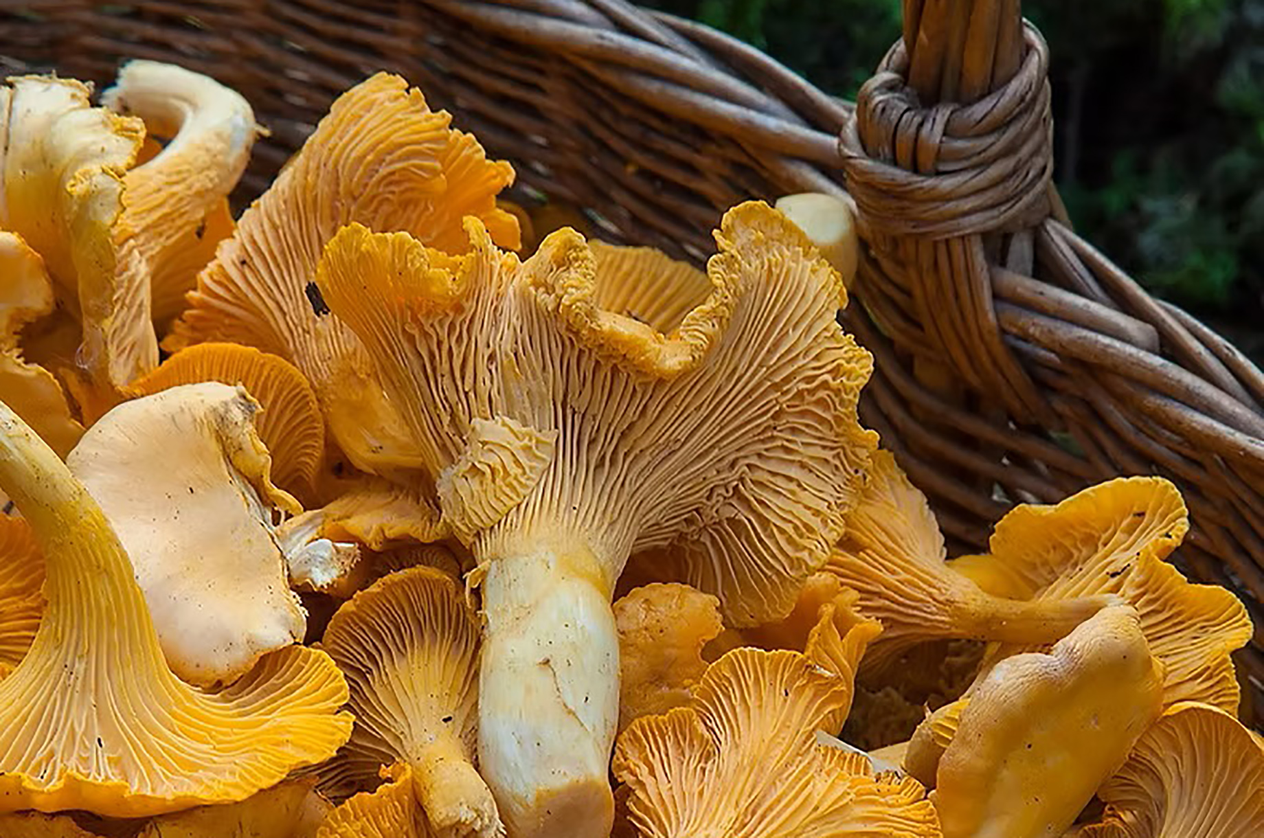 Hotels und Ferienwohnungen im Oberallgäu - Genusswochen "Wald & Wild" der Oberstaufner Küche - Genusswochen "Wald & Wild" der Oberstaufner Küche