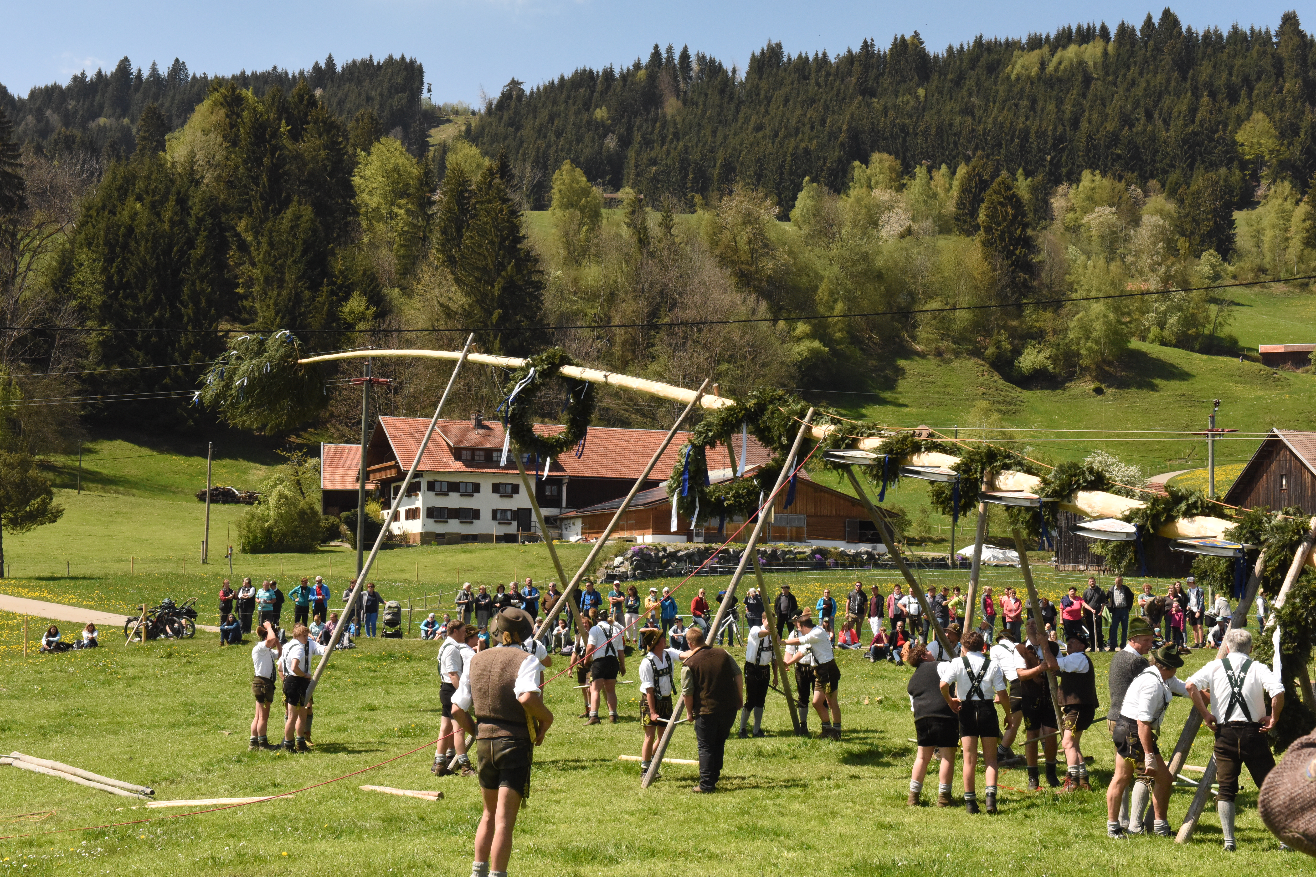 Veranstaltungen im Oberallgäu: Maibaumaufstellen mit Maibaumfest im Allgäu - Oberallgäu - 1. Mai - Maibaumaufstellen 2026 im Oberallgäu 