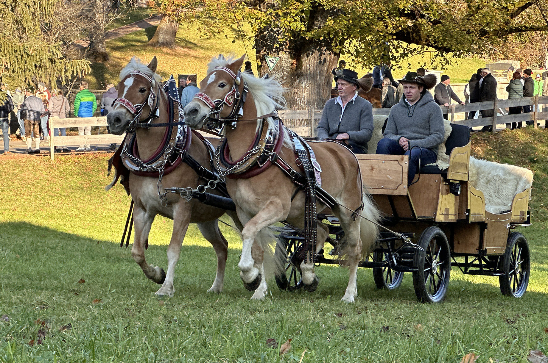 Veranstaltungen im Oberallgäu: Martinusritt mit Pferdesegnung in Blaichach - Martinusritt 2025 mit Pferdesegnung in Blaichach
