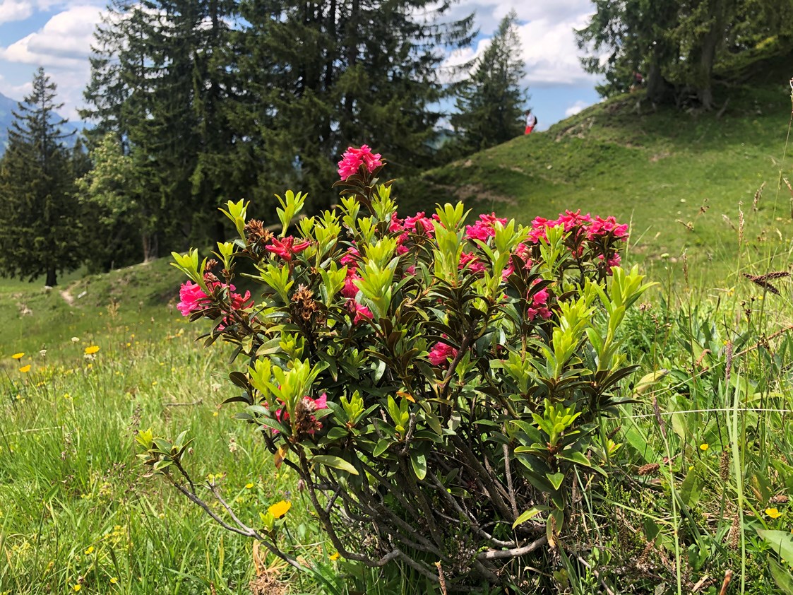Veranstaltungen im Oberallgäu: Fest zur Alpenrosenblüte auf dem Fellhorn  - Bergfest zur Alpenrosenblüte 2023 im Allgäu