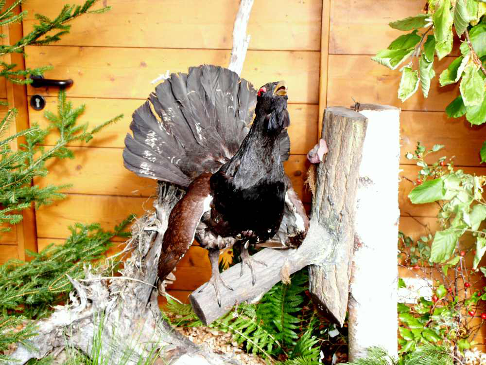 Hotels und Ferienwohnungen im Oberallgäu - Kategorien: Märkte & Ausstellungen - Deutschland - Allgäuer Jäger- & Naturtage mit Frühjahrshegeschau - Allgäuer Jäger- & Naturtage mit Frühjahrshegeschau 2026