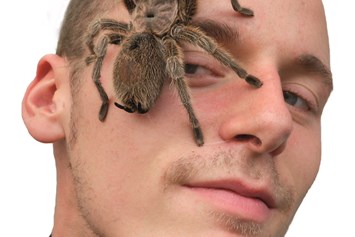 veranstaltung: Lebende Riesenspinnen und Insekten - Ausstellung