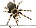 veranstaltung: Lebende Riesenspinnen und Insekten - Ausstellung