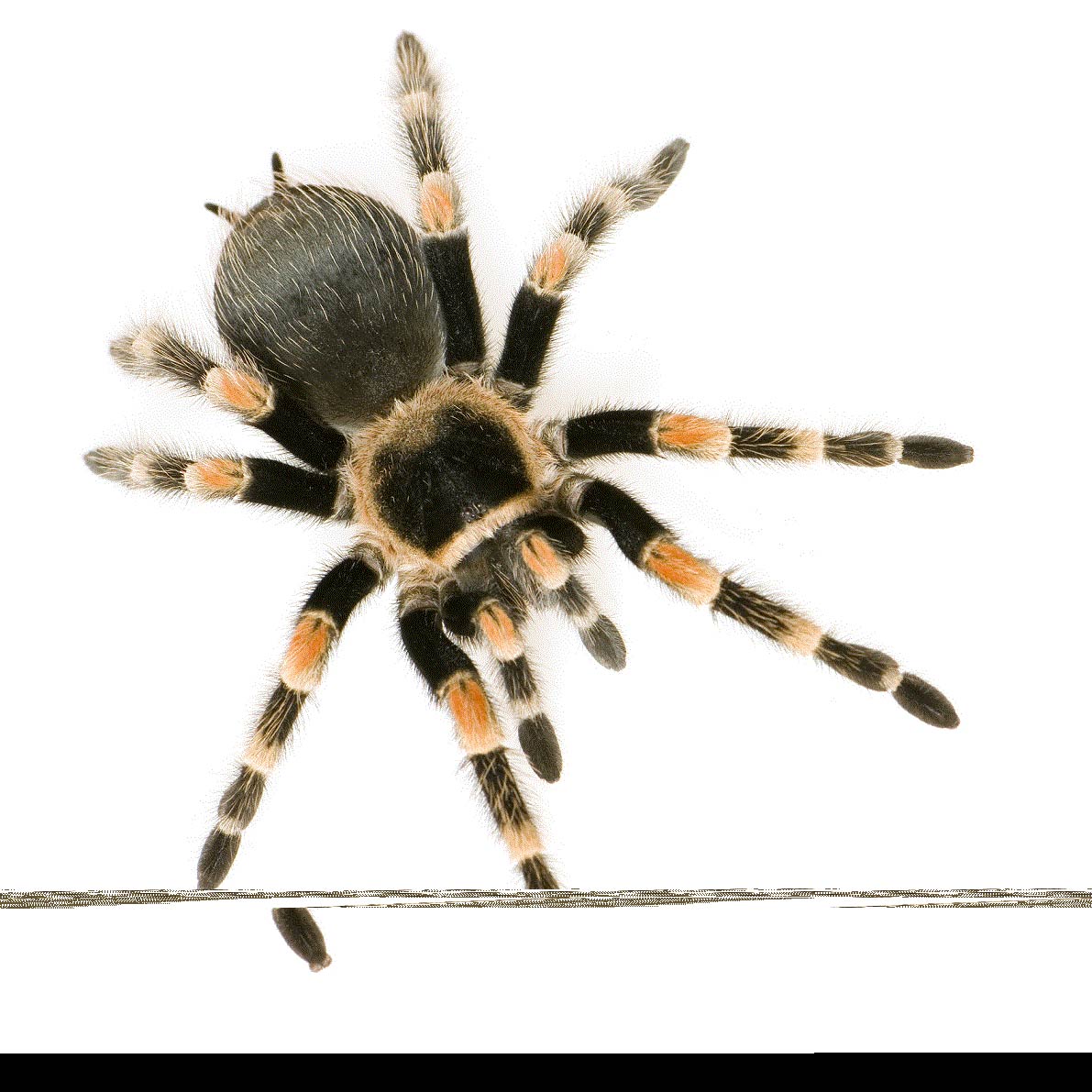 Veranstaltungen im Oberallgäu: Lebende Riesenspinnen und Insekten - Ausstellung
