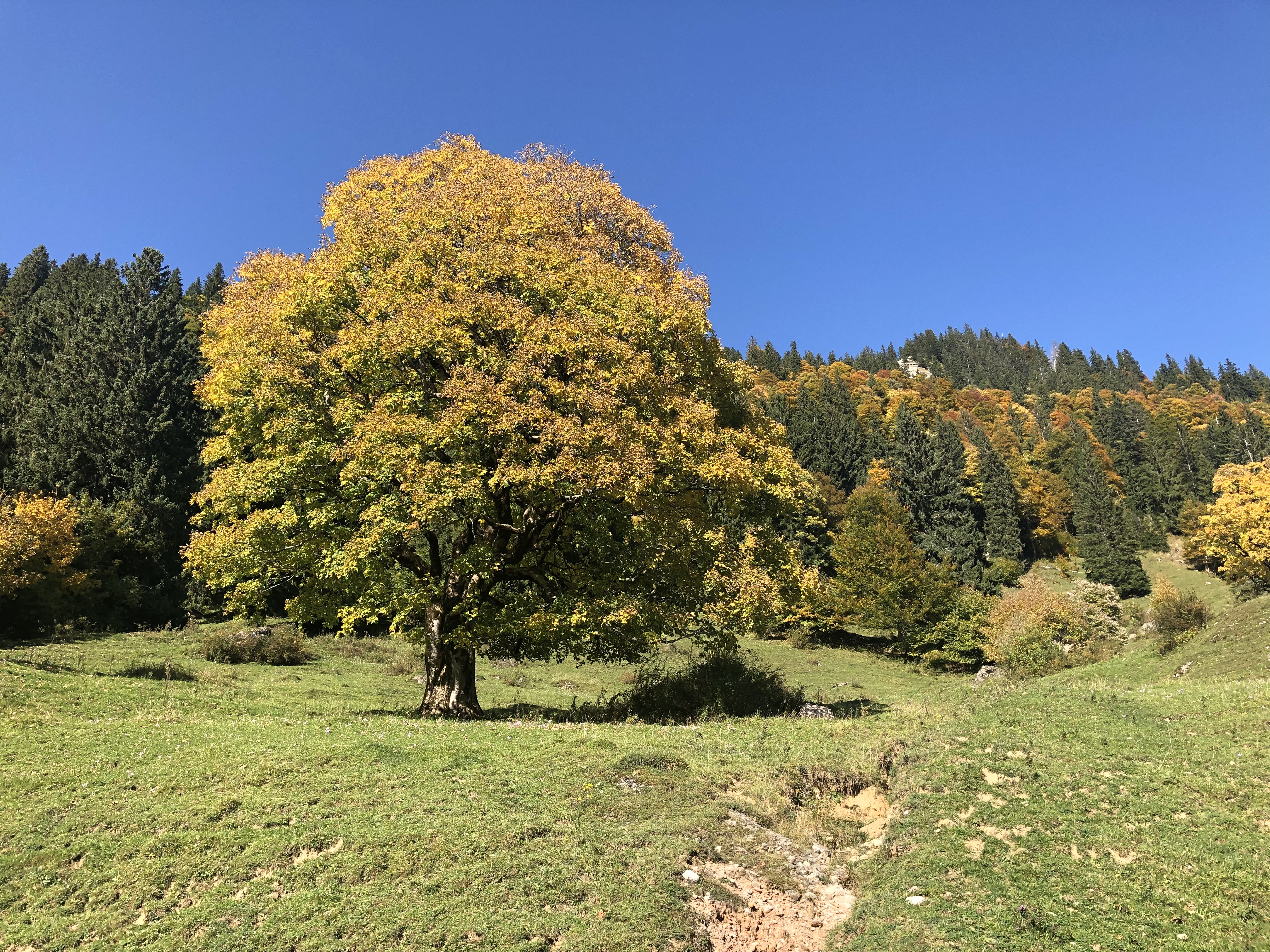 Hotels und Ferienwohnungen im Oberallgäu - Wetter: bei jedem Wetter - Draußen Daheim - Wanderwoche in Immenstadt im Allgäu - Draußen Daheim - Wanderwoche in Immenstadt im Allgäu