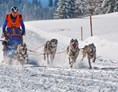 veranstaltung: Schlittenhunderennen 2023 in Bad Hindelang - Unterjoch