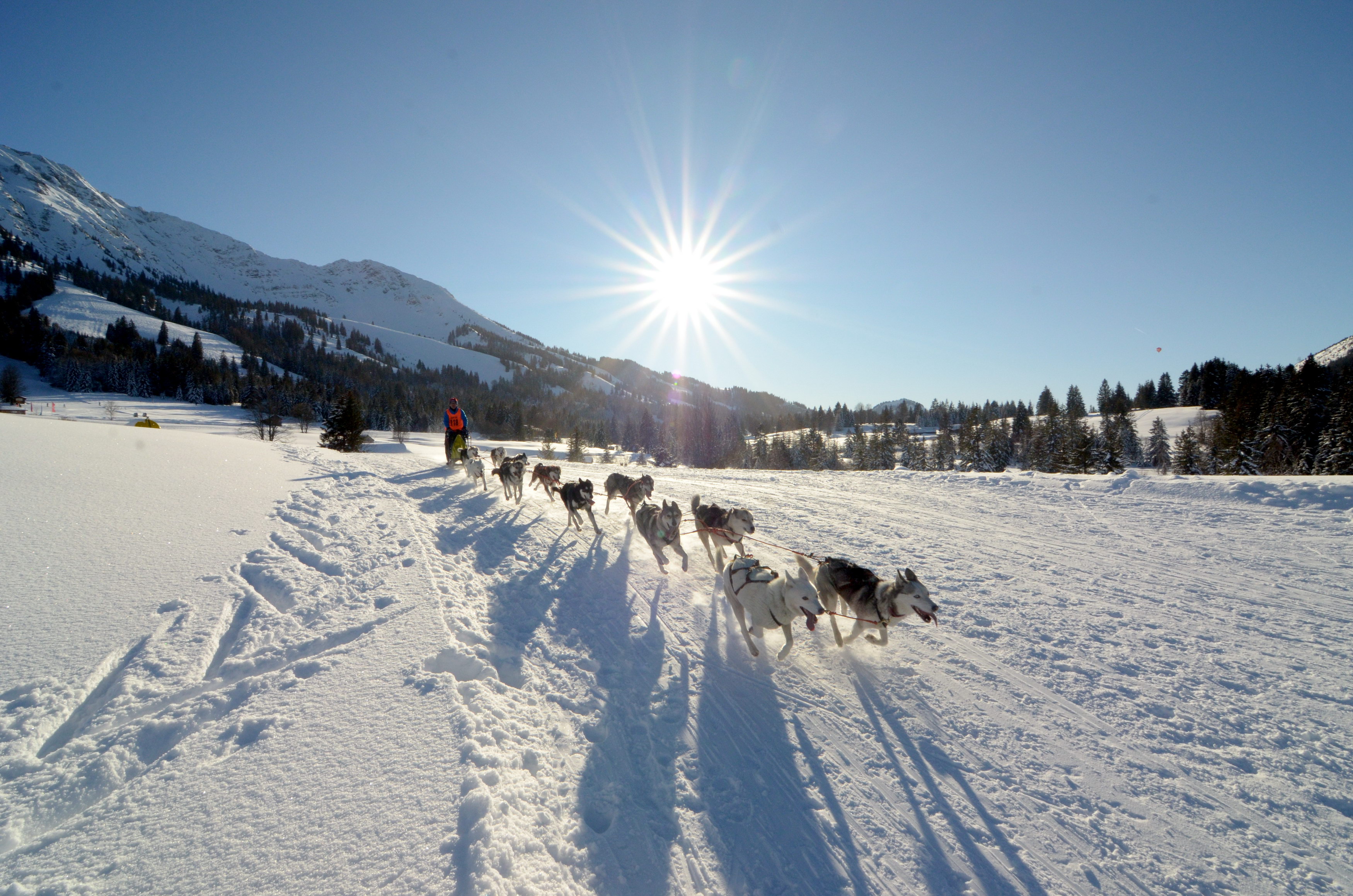 Hotels und Ferienwohnungen im Oberallgäu - Wetter: bei jedem Wetter - Schlittenhunderennen in Bad Hindelang - Unterjoch - Schlittenhunderennen 2026 in Bad Hindelang - Unterjoch