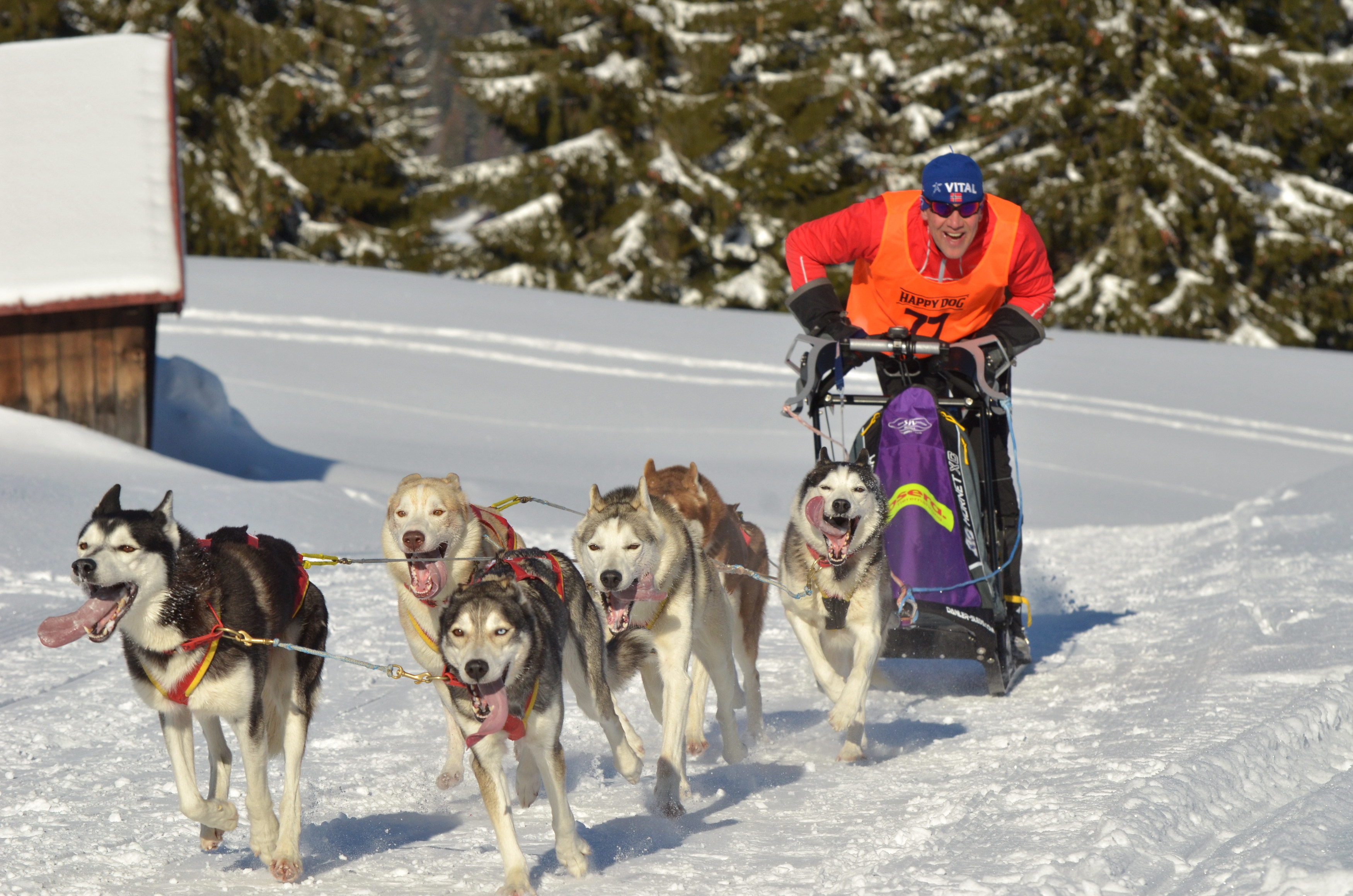 Veranstaltungen im Oberallgäu: Schlittenhunderennen in Bad Hindelang - Unterjoch - Schlittenhunderennen in Bad Hindelang - Unterjoch
