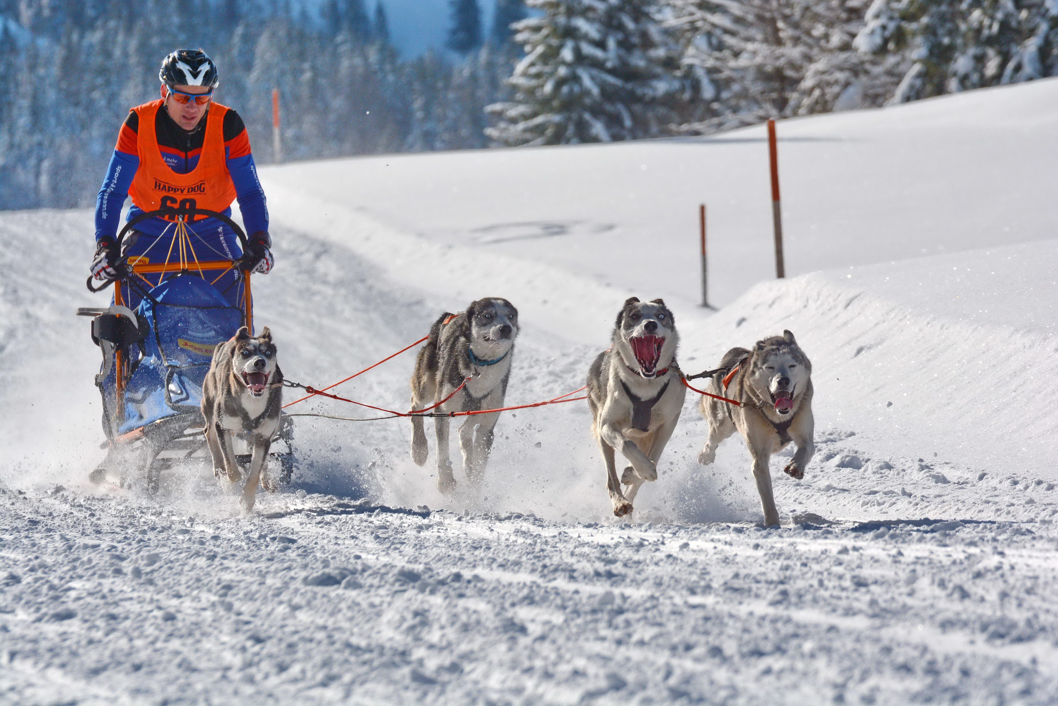 Veranstaltungen im Oberallgäu: Schlittenhunderennen in Bad Hindelang - Unterjoch - Schlittenhunderennen in Bad Hindelang - Unterjoch