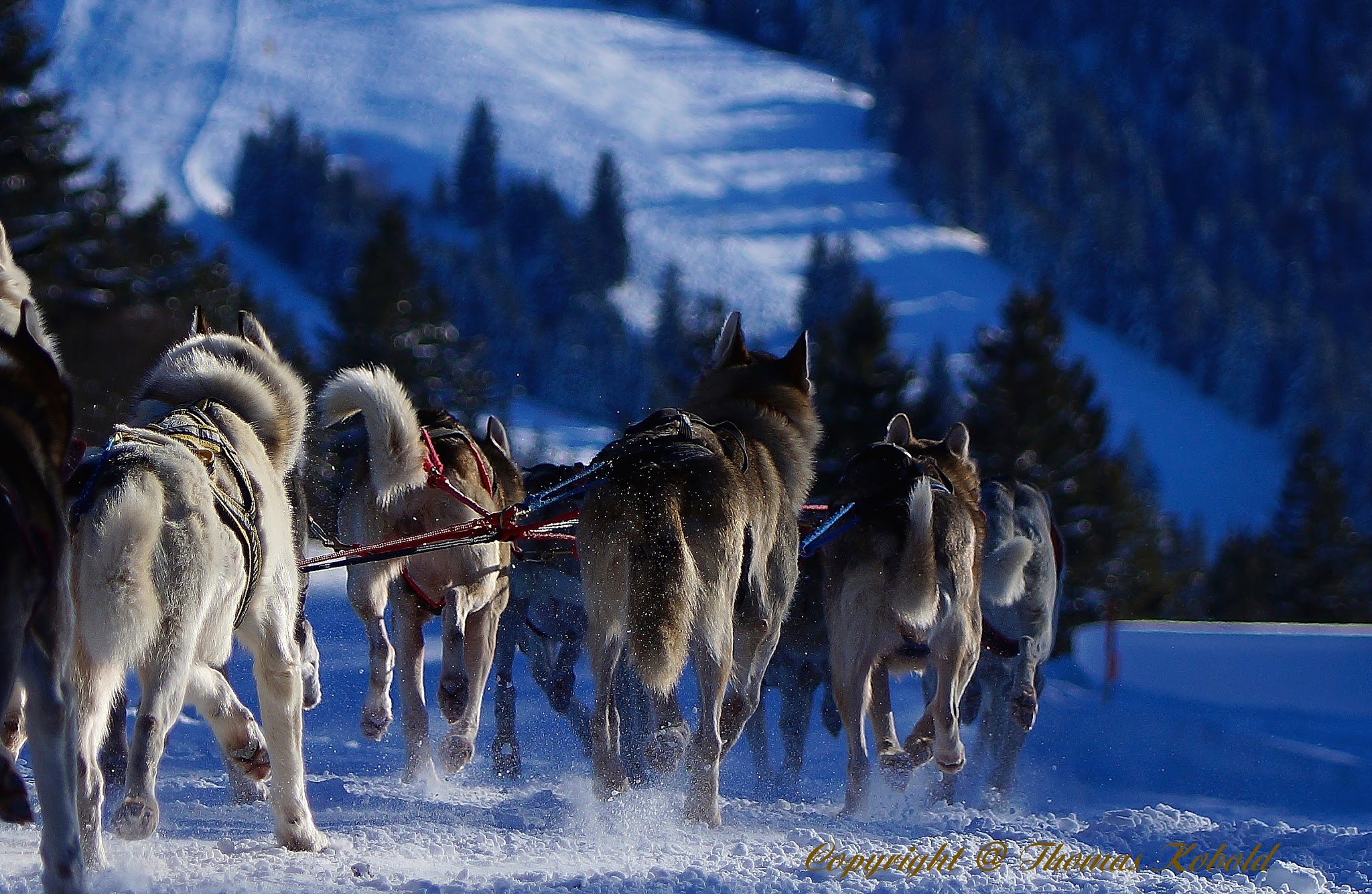 Veranstaltungen im Oberallgäu: Schlittenhunderennen in Bad Hindelang - Unterjoch