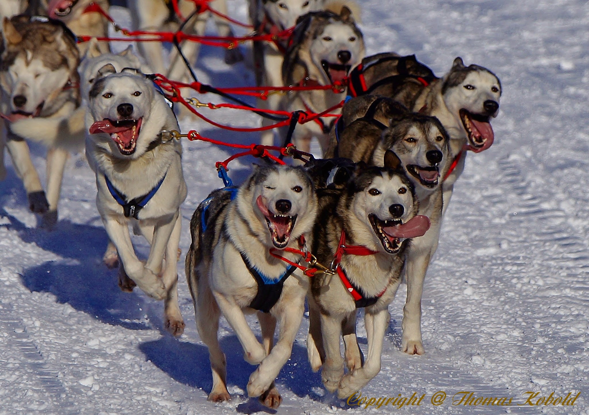 Veranstaltungen im Oberallgäu: Schlittenhunderennen in Bad Hindelang - Unterjoch