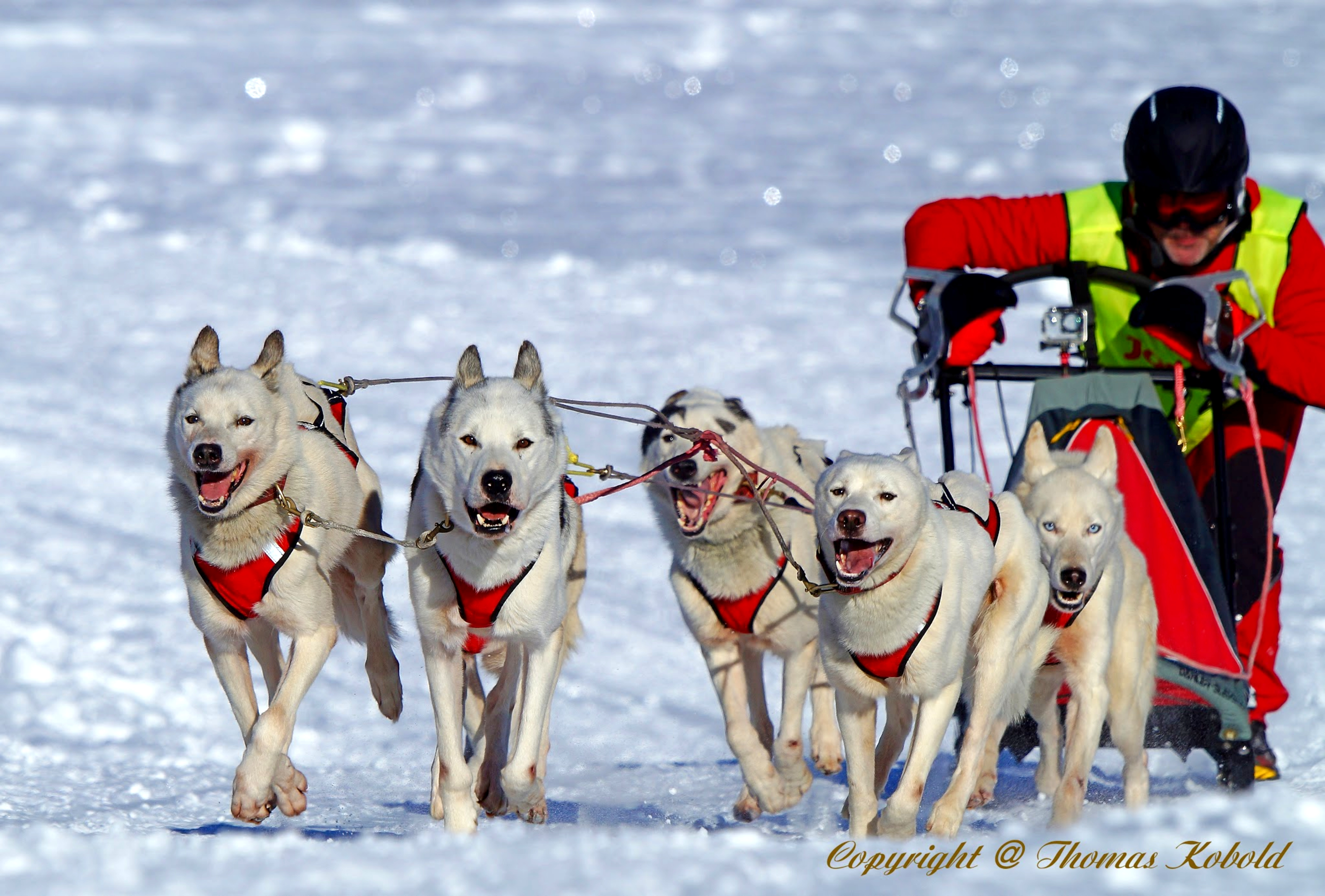 Veranstaltungen im Oberallgäu: Schlittenhunderennen in Bad Hindelang - Unterjoch