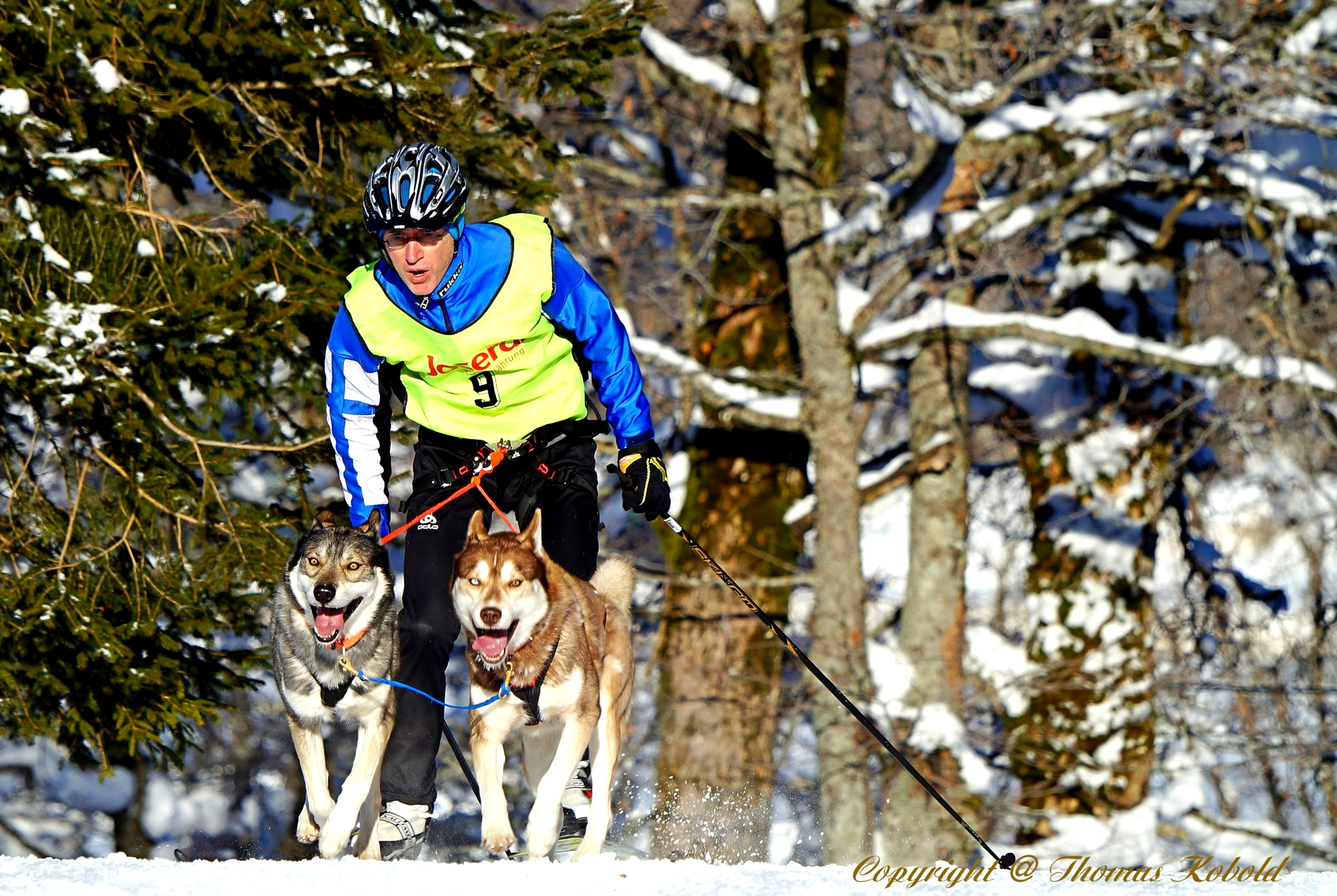 Veranstaltungen im Oberallgäu: Schlittenhunderennen in Bad Hindelang - Unterjoch