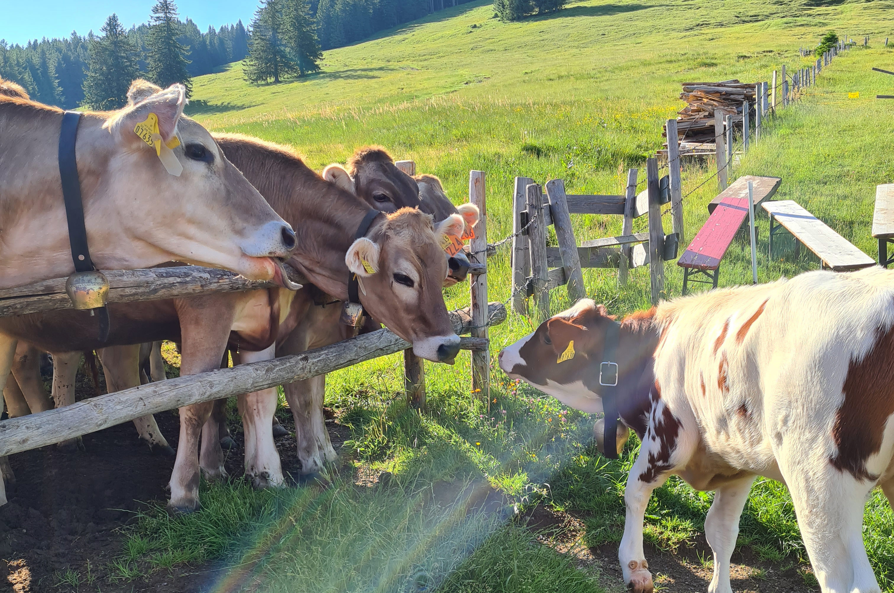 Veranstaltungen im Oberallgäu: Alpzeit Festival auf der Alpe Obere Kalle - Alpzeit Festival 2.0 auf der Alpe "Obere Kalle" über dem Alpsee