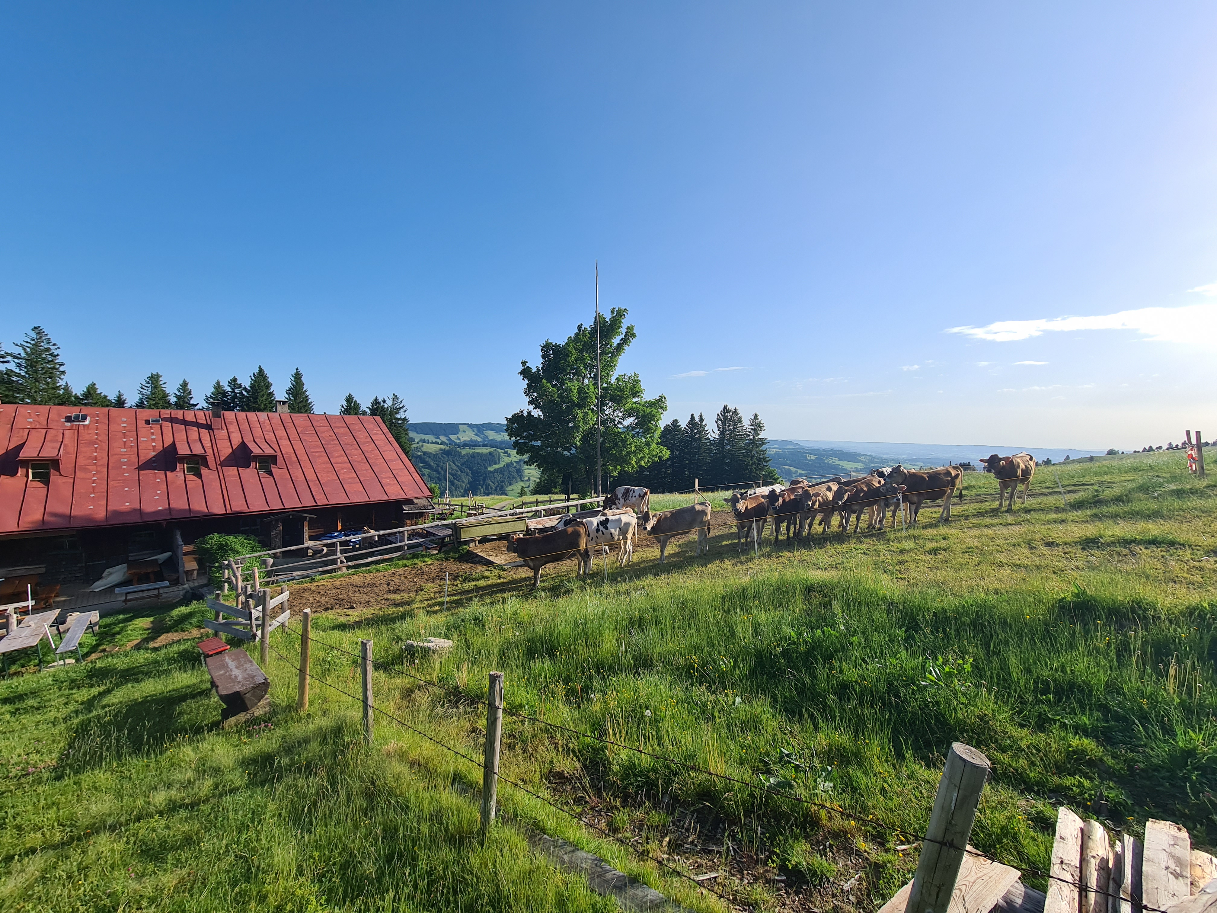 Hotels und Ferienwohnungen im Oberallgäu - Frühschoppen mit 50m Blech auf der Alpe Obere Kalle - Sonntags- Frühschoppen mit 50m Blech auf der Alpe Obere Kalle