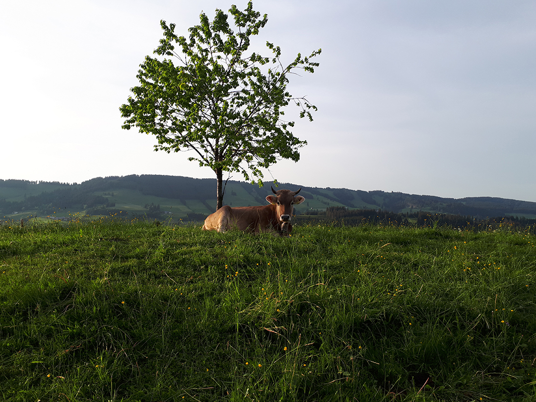Veranstaltungen im Oberallgäu: Sonnwendfeuer bei der Pfarralpe