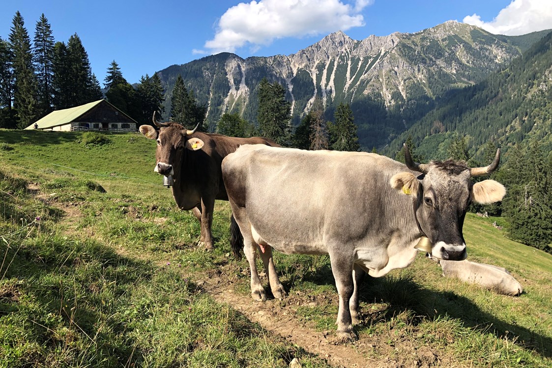 Veranstaltungen im Oberallgäu: Alpabtrieb in Bad Hindelang - Viehscheid 2024 in Bad Hindelang